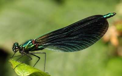 Male Beautiful  Demoiselle